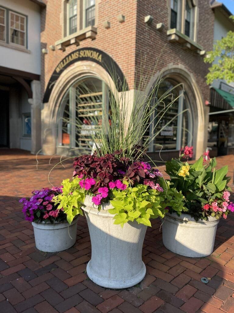 Three large planters, expertly arranged as part of landscape maintenance for HOAs, boast vibrant flowers and tall grasses. They line a brick walkway leading to a building adorned with a "Williams Sonoma" sign above its rounded window.